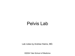 Pelvis Lab - Anatomy Clinic, Yale School of Medicine