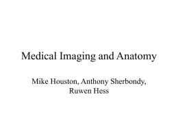 Medical Imaging and Anatomy - Computer Graphics at Stanford