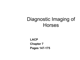 Diagnostic Imaging of Horses