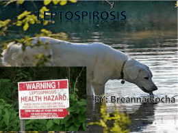 leptospirosis BY