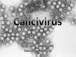 Calicivirus Presentation