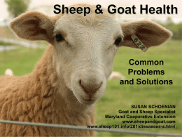 Sheep & Goat Health Common Problems and Solutions