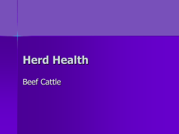 Herd Health - Faculty Website Listing