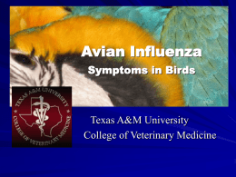 Avian Influenza Brief - Texas A&M College of Veterinary