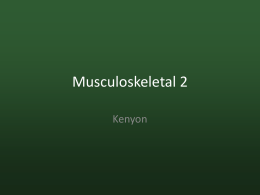 Musculoskeletal 2