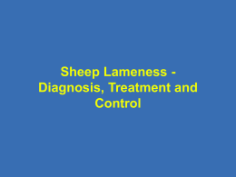 Sheep_Lameness