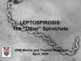 LEPTOSPIROSIS - Travel and Emergency Medicine