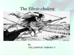 V. cholera