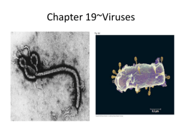 viruses - Teacher Pages