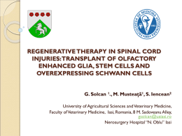 Obstacles to regeneration presented by the injured spinal cord