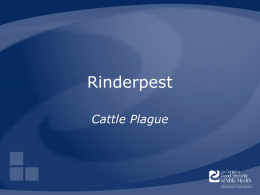 Rinderpest - The Center for Food Security and Public Health