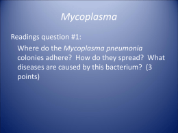 Mycoplasma