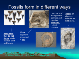 Origins of Life & Fossil Evidence B2 6.1 & 6.2