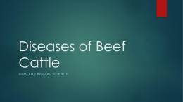 Diseases of Beef Cattle