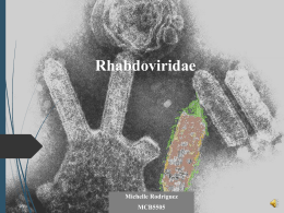 Rhabdoviridae by Michelle Rodriguez