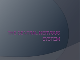 The Central Nervous Systemx