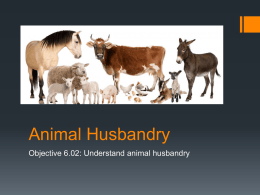 6.01 Animal Husbandry