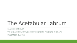 The Acetabular Labrum