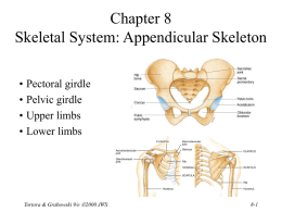 introduction to the appendicular skeleton