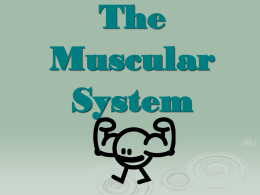 Intro to Muscular System Powerpoint