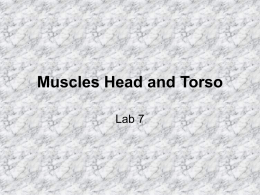 Muscles Head and Torso