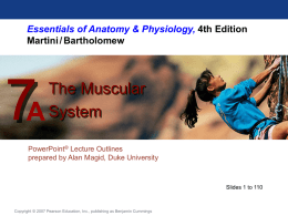Chapter 7 PPT Muscluar System Anatomyx
