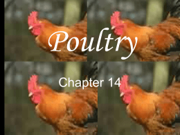 Poultry ppt.