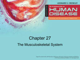 The_Musculoskeletal_System_27