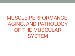 Muscle Performance, Aging, and Pathology of the Muscular System