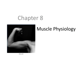 The Muscular System - College of the Canyons