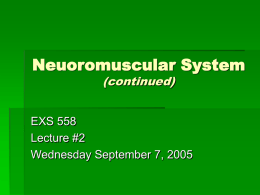 Neuoromuscular System (continued)