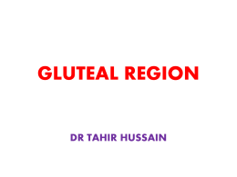 GLUTEAL REGION - Home - Qassim College of Medicine