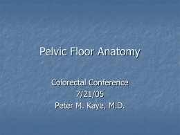 Pelvic Floor Anatomy - Mount Sinai St. Luke's Roosevelt