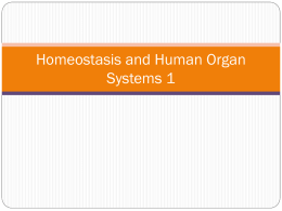 Homeostasis and Human Organ Systems 1