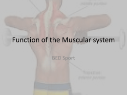 Function of the Muscular system
