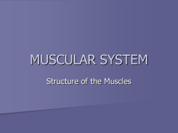 MUSCULAR SYSTEM - Havelock High School Health Occupations