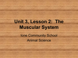Unit 3, Lesson 4: The Muscular System