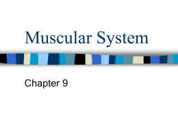 Muscular System - Grafton School District
