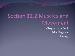 Section 11.2 Muscles and Movement