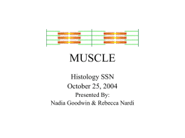 SSN MUSCLE - Columbia University Medical Center