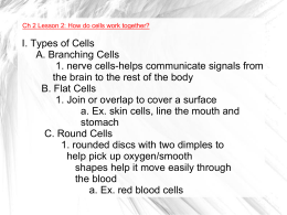 I. Types of Cells A. Branching Cells 1. nerve cells