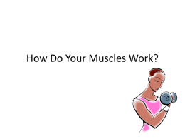 How Do Your Muscles Work? - Milton