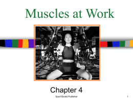 Muscles at Work - Dufferin-Peel Catholic District School Board