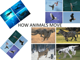 HOW ANIMALS MOVE - Great Neck Public Schools