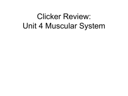 Clicker Review: Unit 4 Muscular System