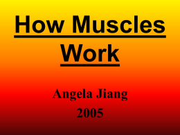 How Muscles Work