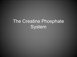 The creatine phosphate system