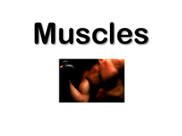 muscles slideshow