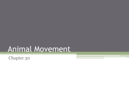 Animal Movement