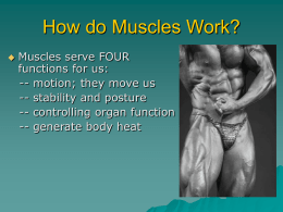 How do Muscles Work?